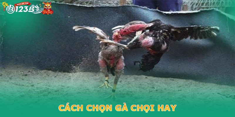 Top 7 cách chọn gà chọi hay