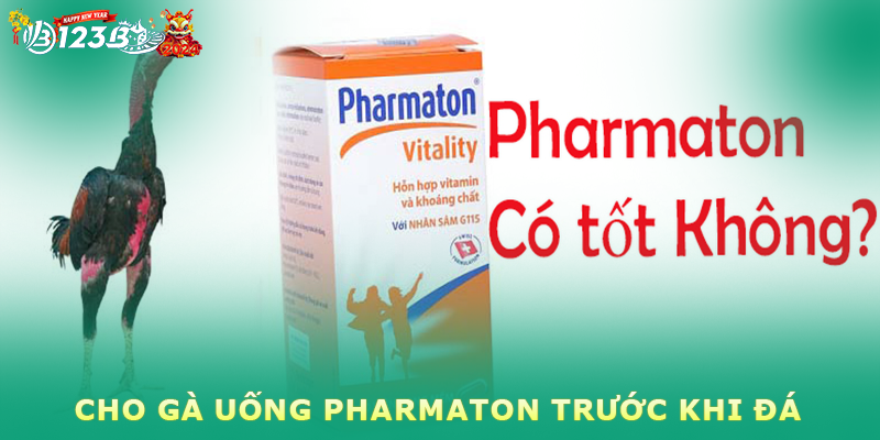 Cách cho gà uống pharmaton trước khi đá chuẩn chỉnh