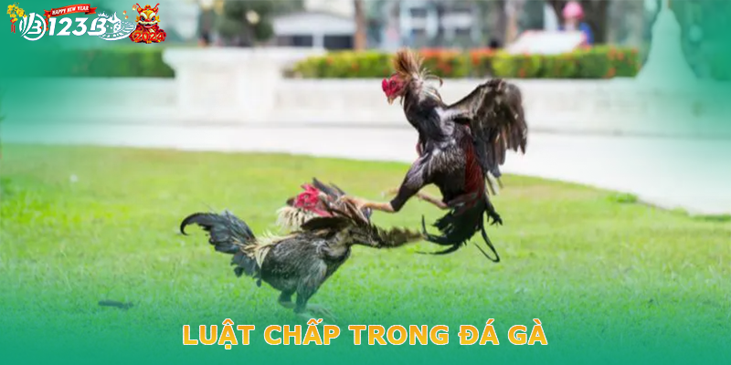 Luật chấp trong đá gà hiện nay